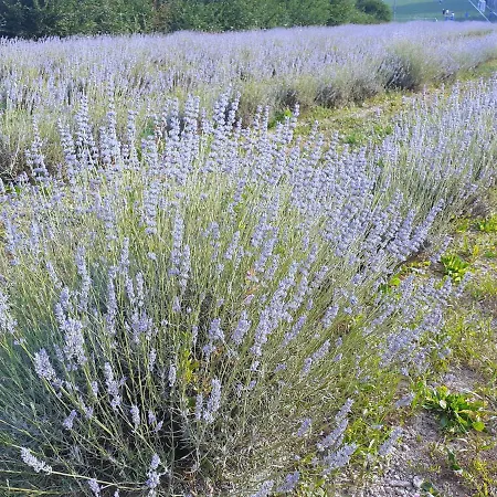 Alloggio per agriturismo Il Lavandeto Siena