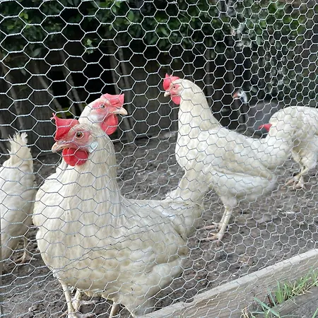 Il Lavandeto - In The * シエーナ